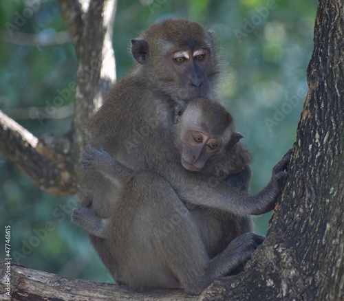 Mother macaque monkey caring for her baby in the jungle © Mick Carr