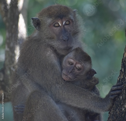 Beautiful mother and baby macaque monkey hugging in a tree in the jungle