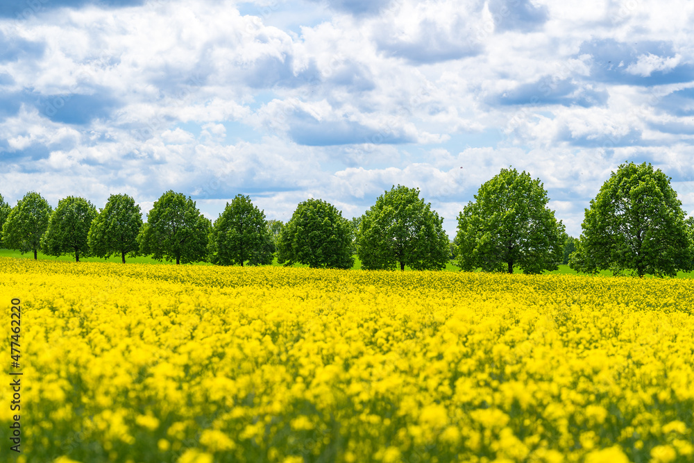 Yellow field of rapeseed flowers and an alley on the horizon   on a sunny spring day in Kronsberg, Hannover Germany.
