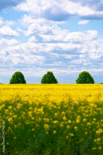 Scenic view of the spring landscape with a wild rapeseed field and three trees on the horizon. Kronsberg, Hannover Germany.