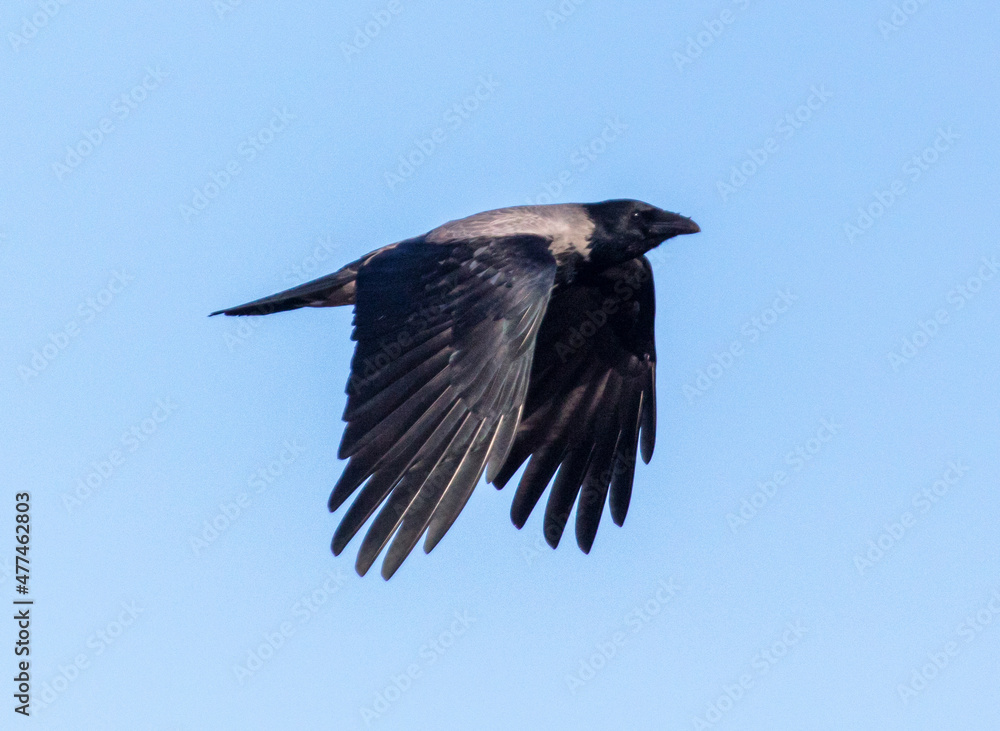 Fototapeta premium Raven in flight against the blue sky.