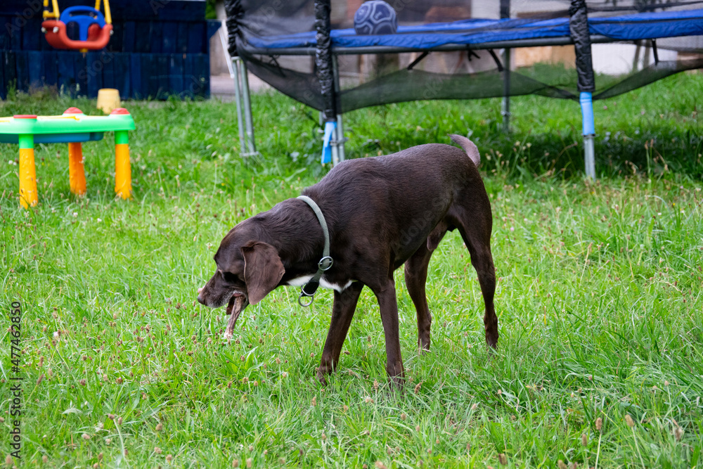 dog running in the field