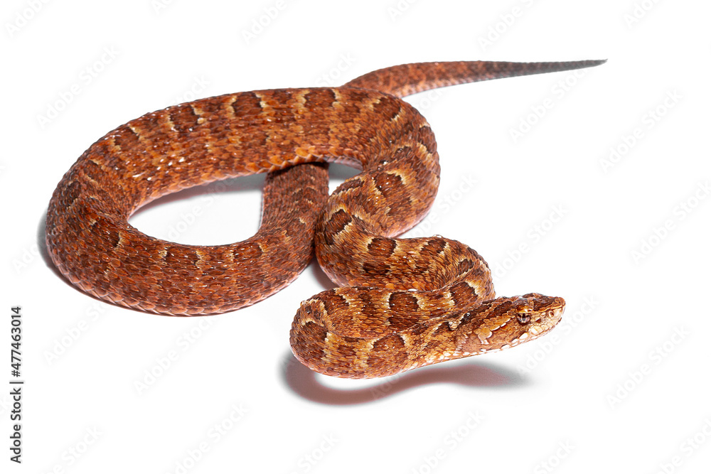 Fototapeta premium wild life photography