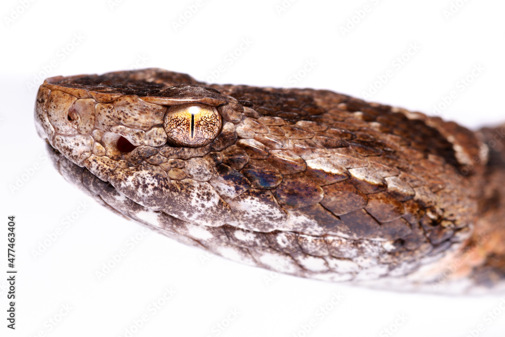 Obraz premium wild life photography