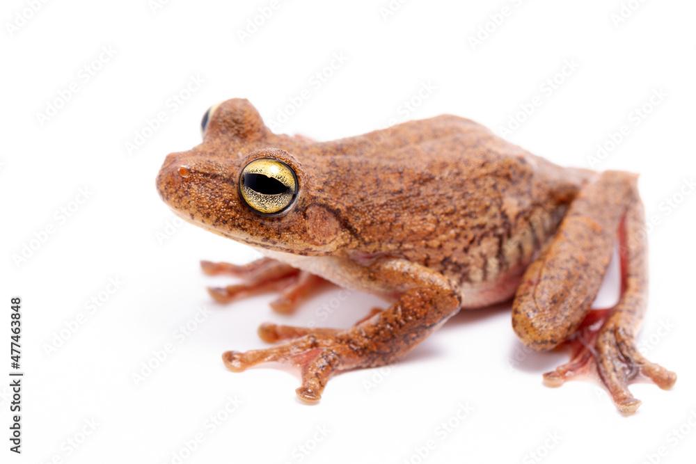 Fototapeta premium wild life photography