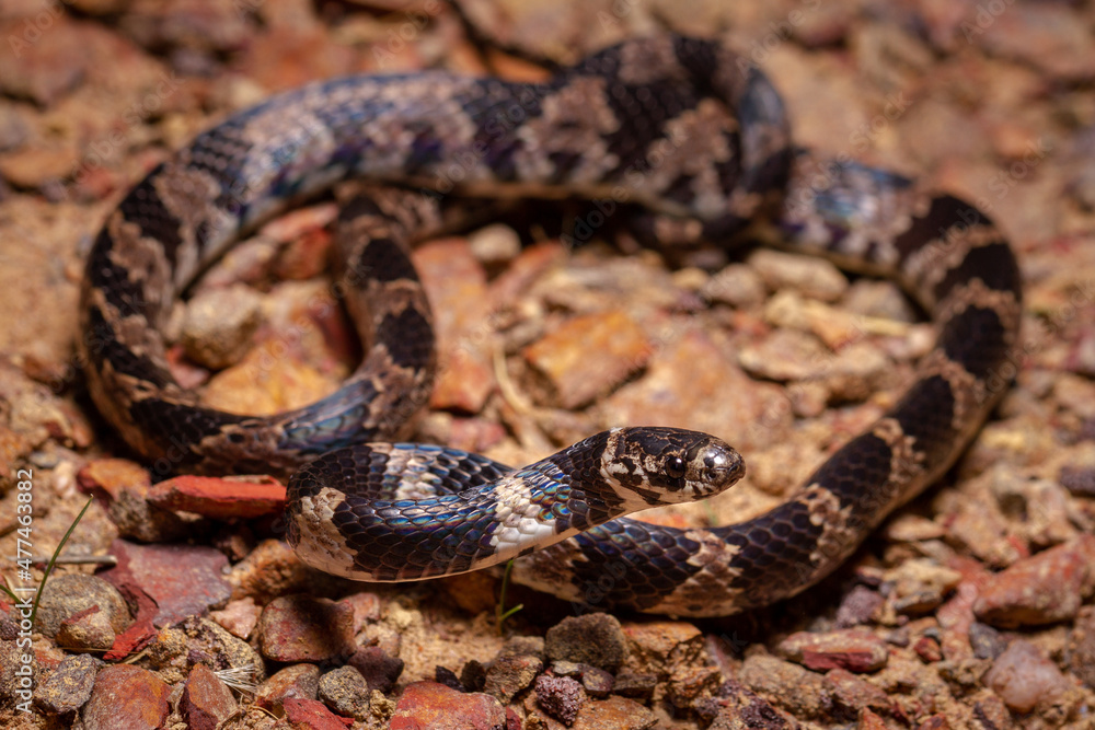 Obraz premium wild life photography