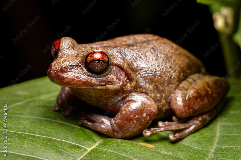 Obraz premium wild life photography