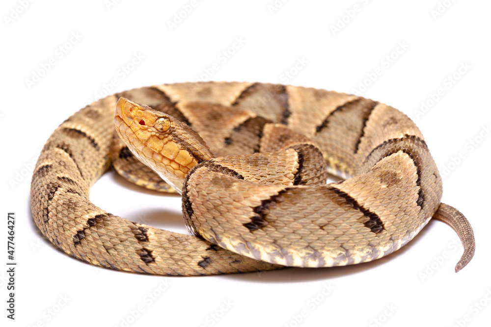 wild life photography