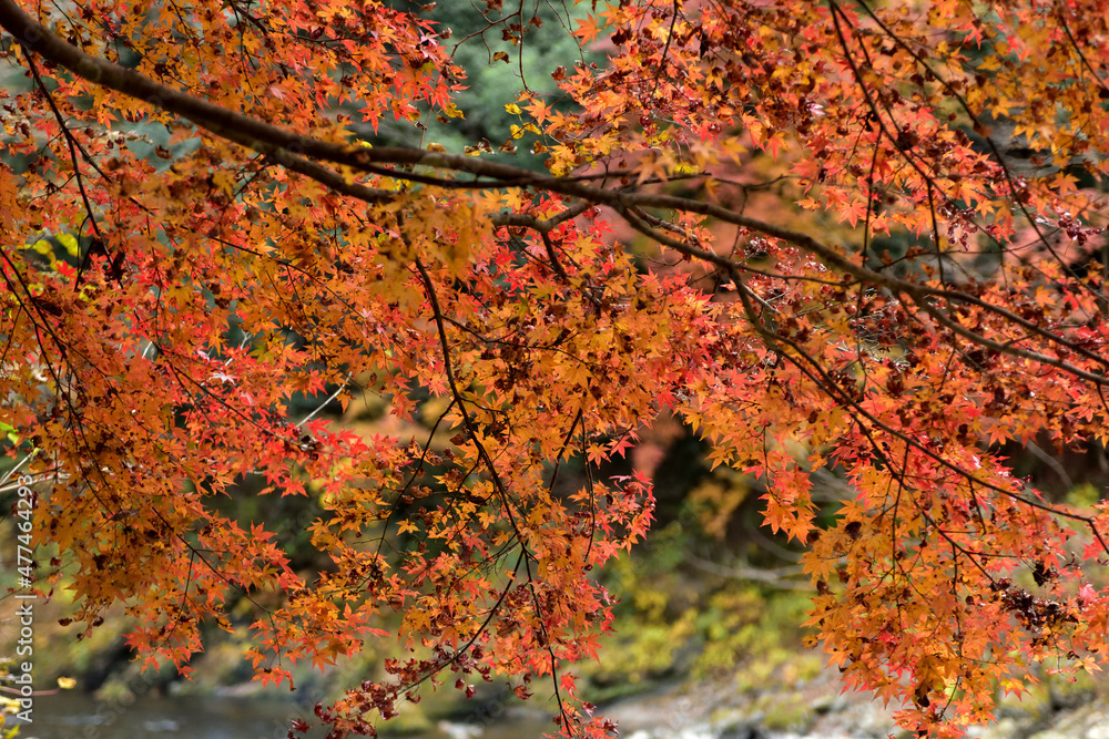 東京でも見られる見事な紅葉・奥多摩の秋の休日