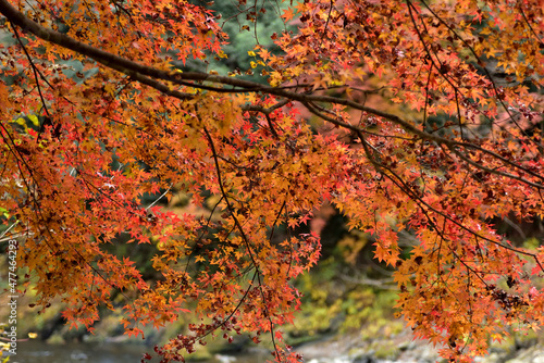 東京でも見られる見事な紅葉・奥多摩の秋の休日