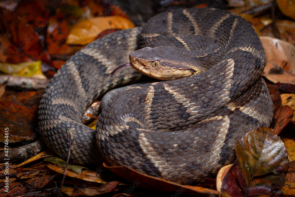 lance head snake close up lance head snake close up