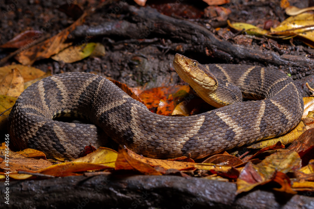 Fototapeta premium lance head snake close up