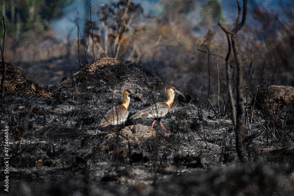 Obraz premium bird on the ground