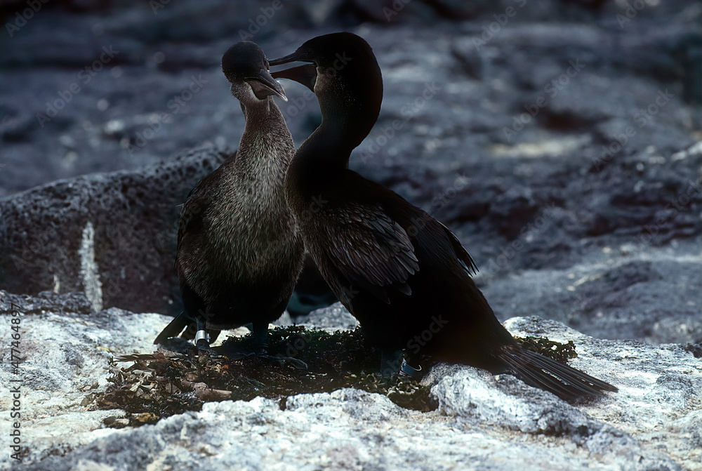 Fototapeta premium Flightless cormorant