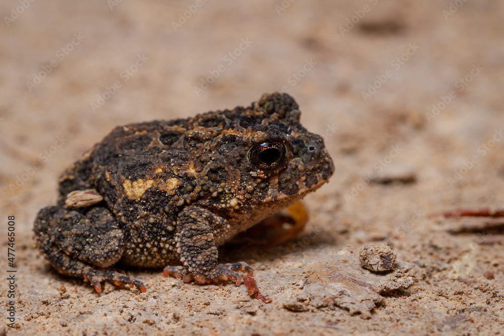 frog on the ground frog on the ground