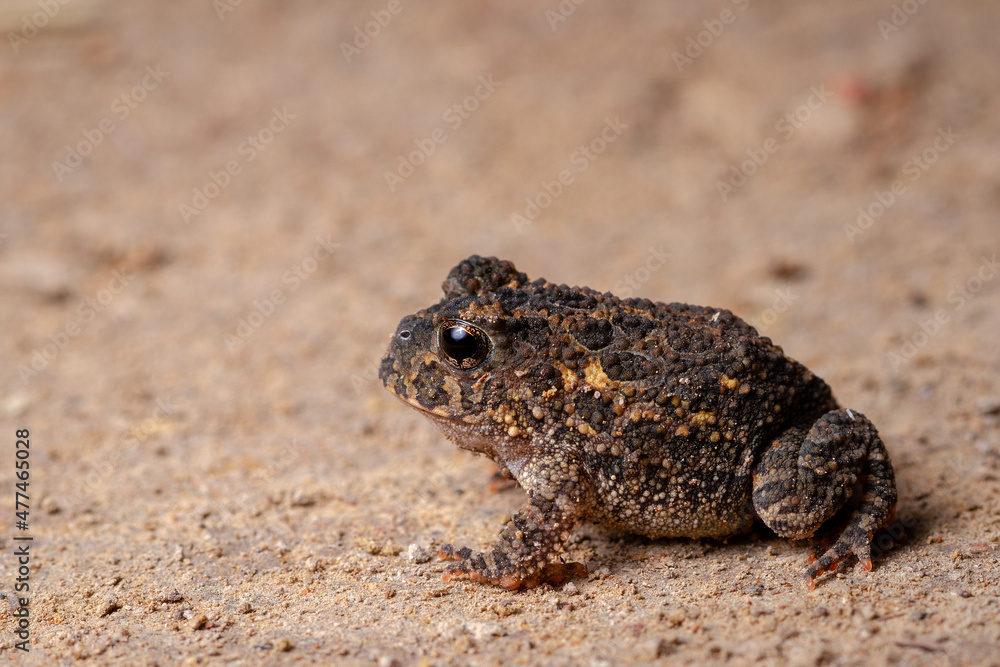 Naklejka premium frog on a stone