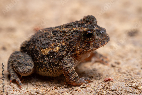 frog on a stone