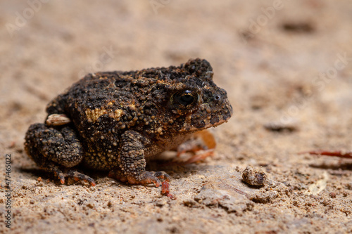 frog on a rock