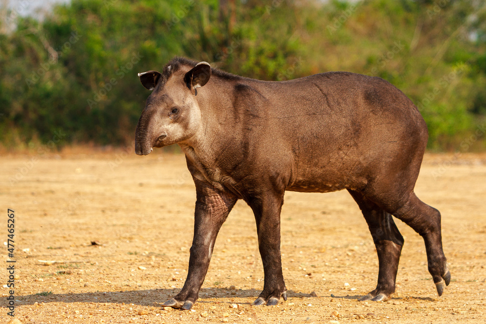 giant brazilian tapir giant brazilian tapir