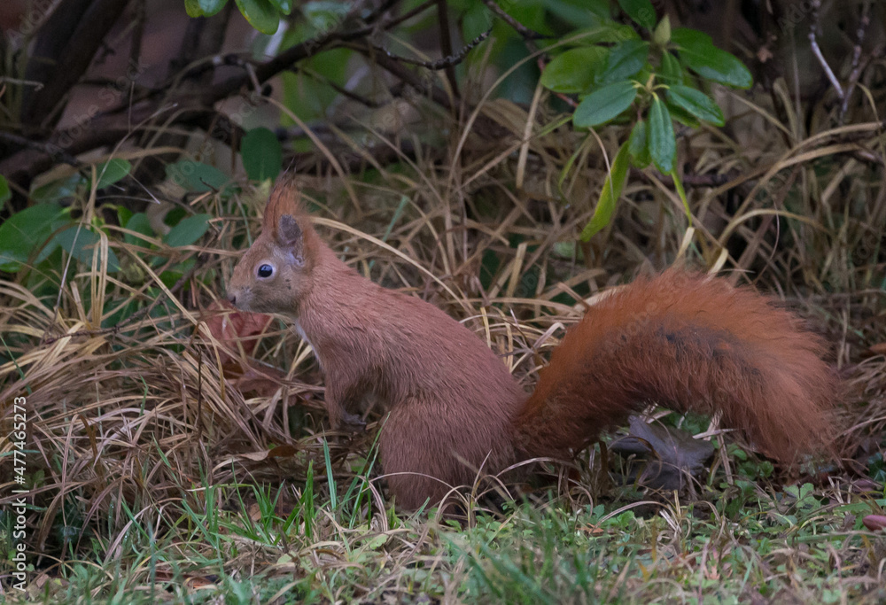 Red squirrel foraging at forest floor Red squirrel foraging at forest floor
