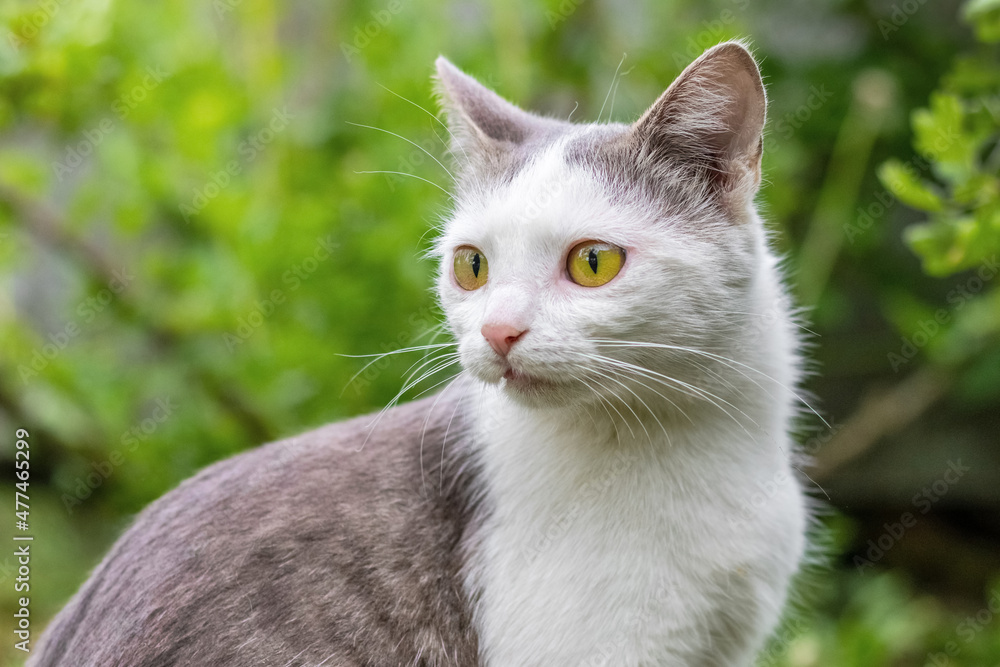 A cat with white and gray fur, a distinct anxious look in the garden looks back