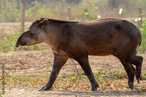 giant brazilian tapir © Luis