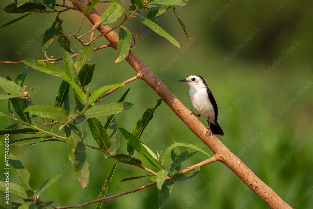 Fototapeta premium red backed shrike