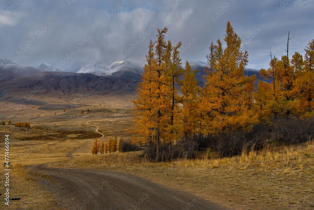 Russia. The South of Western Siberia, the Altai Mountains. Rare larches, yellow from the first autumn frosts in the Kurai steppe along the North Chui mountain range. Russia. The South of Western Siberia, the Altai Mountains. Rare larches, yellow from the first autumn frosts in the Kurai steppe along the North Chui mountain range.