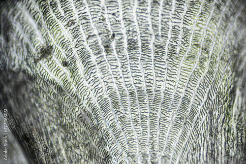 Natural marine fish scale under a microscope, fish scale close up