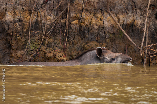 tapir in the water