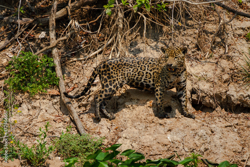 jaguar huntting
