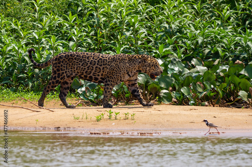 jaguar huntting