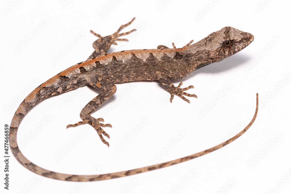 Naklejka premium lizard on the white