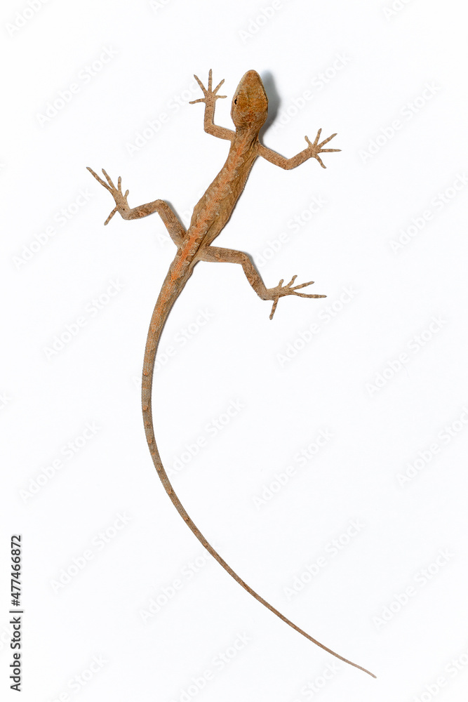 Fototapeta premium lizard on the white