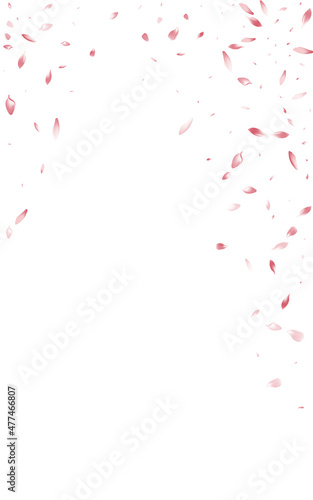 Pink Blossom Falling Vector White Background.