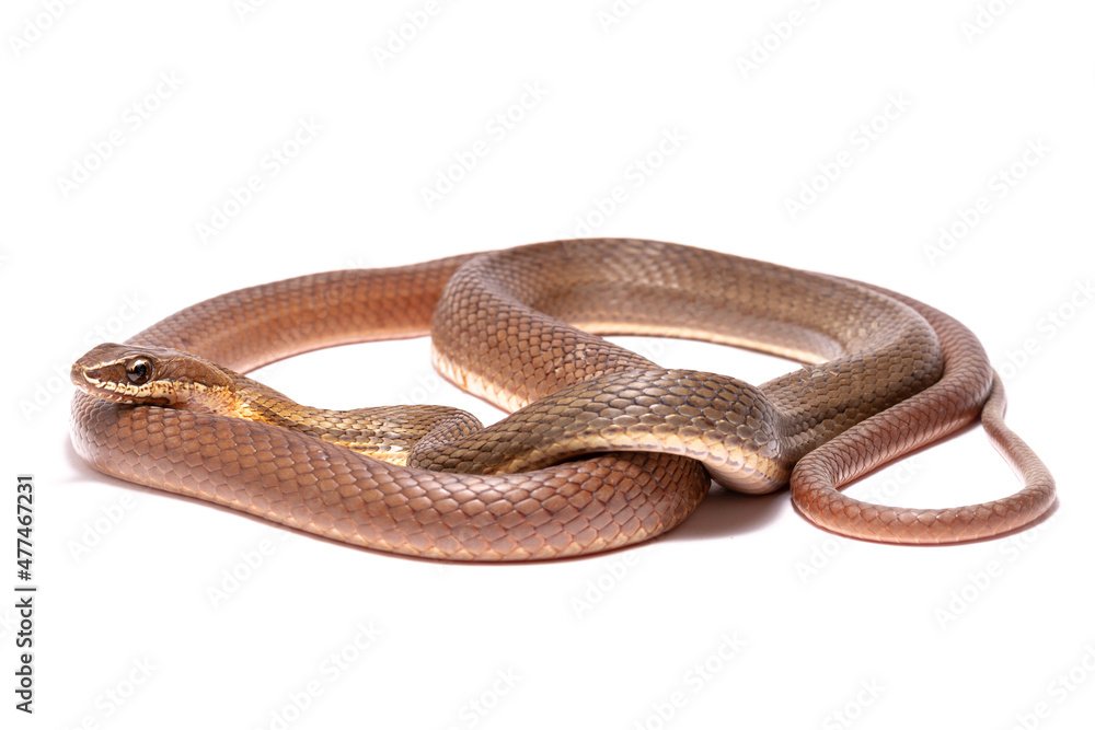 runner snake on the white runner snake on the white