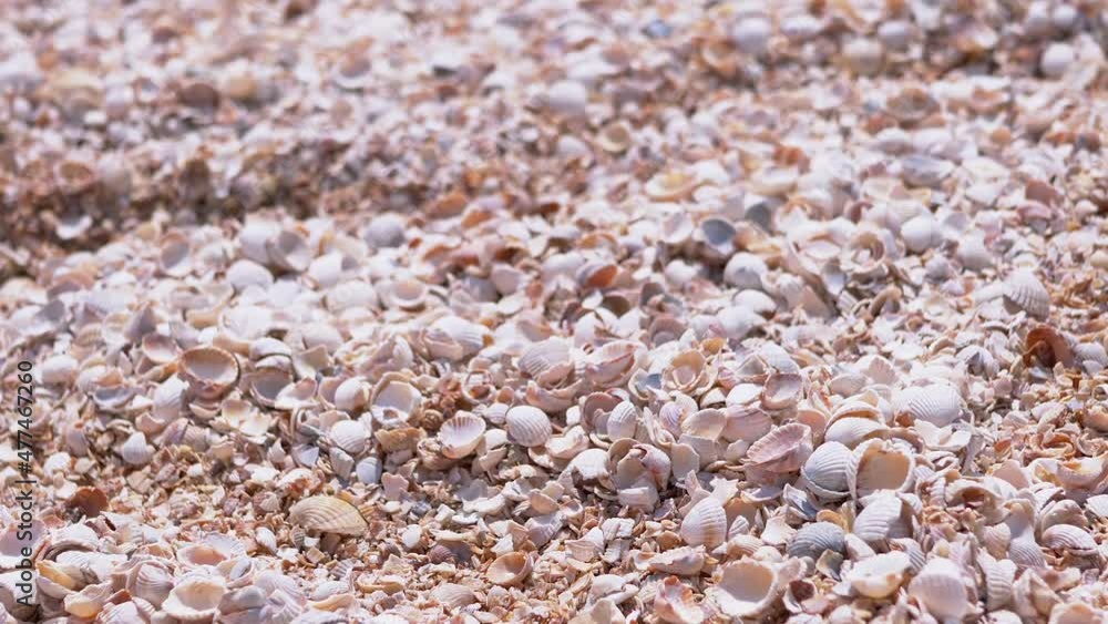 Lots Small Colorful Seashells on the Sea Coast, Beach Close-up. Seashells on the ocean shore. Coastline, sandy beach. Blurred background, texture. Vacation, travel, trip, rest concept. Slow motion. Lots Small Colorful Seashells on the Sea Coast, Beach Close-up. Seashells on the ocean shore. Coastline, sandy beach. Blurred background, texture. Vacation, travel, trip, rest concept. Slow motion.