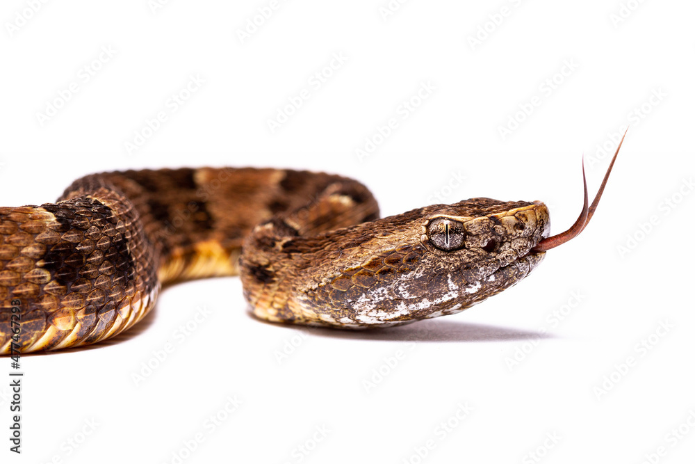 Fototapeta premium close up of a snake