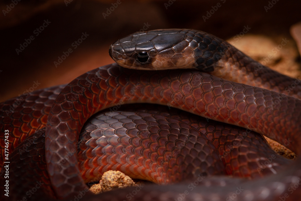 Fototapeta premium close up of a snake