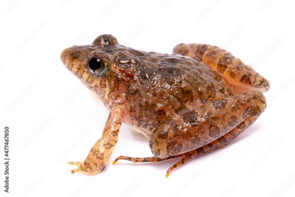toad on the white toad on the white