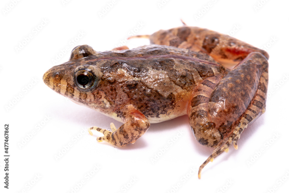 Fototapeta premium toad on the white