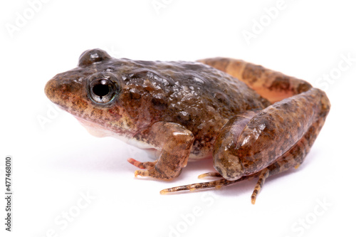 toad isolated on white background