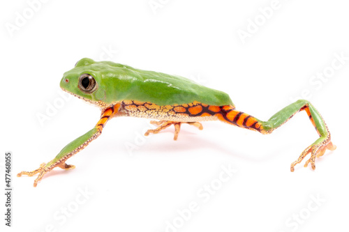 orange banded green tree frog on white back ground © Luis