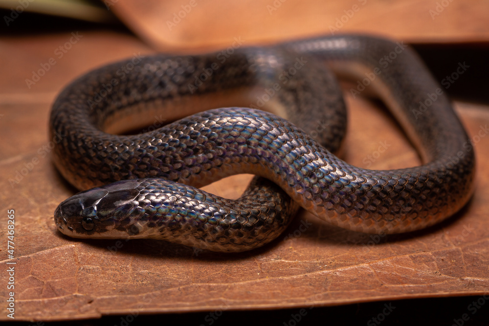 Obraz premium ground snake on the ground