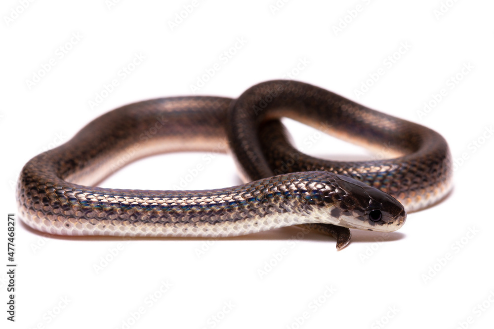 close up of a snake close up of a snake