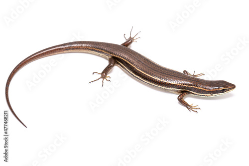 lizard isolated on white © Luis