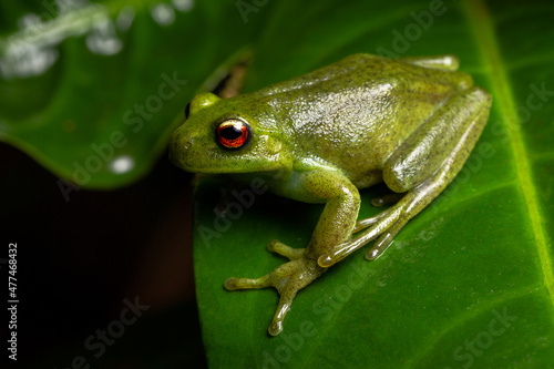 red eyes green frog on a leaf
