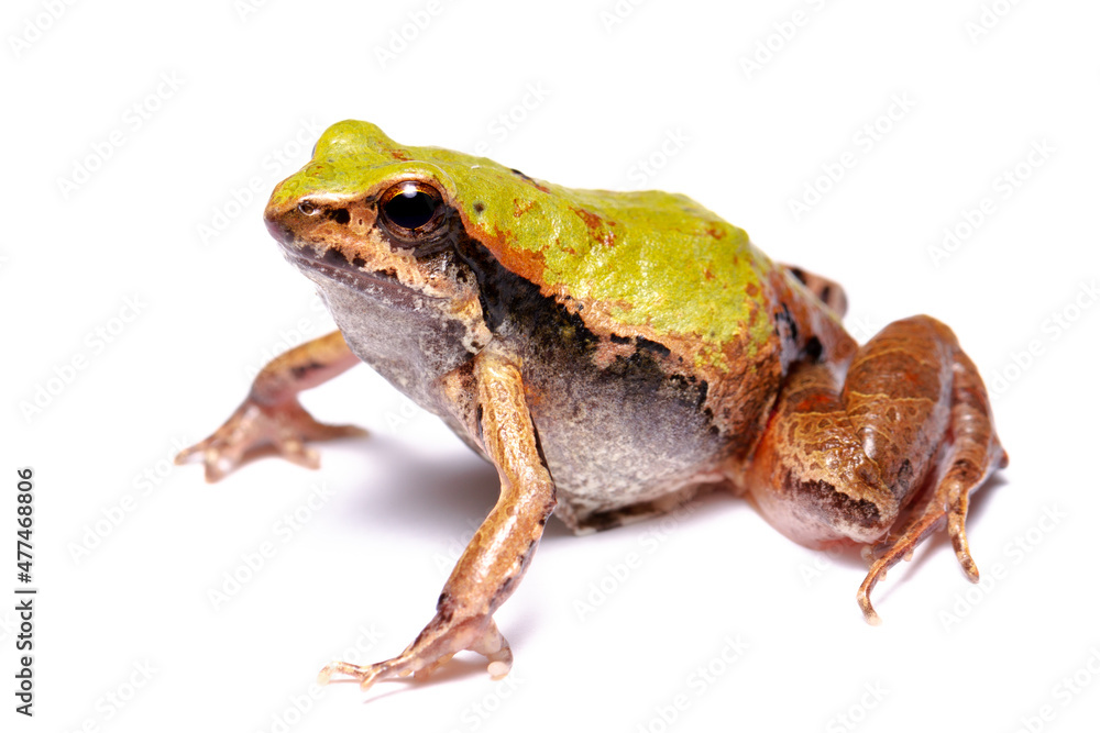Obraz premium toad isolated on white