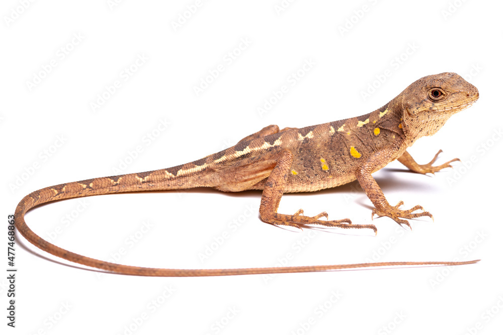 lizard isolated on white lizard isolated on white