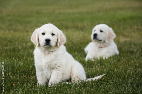 Irish cream golden retriever puppies  on green grass